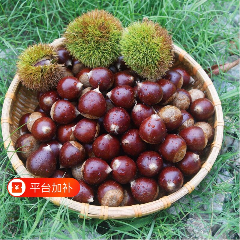 【顺丰包邮】新鲜新货正宗建瓯锥栗鲜栗野生甜糯毛栗子现摘带壳