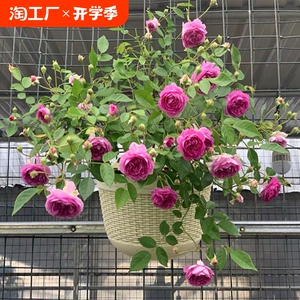 玛姬婶婶月季花苗四季可盆栽玫瑰开花特大花藤本花树蔷薇爬藤小苗