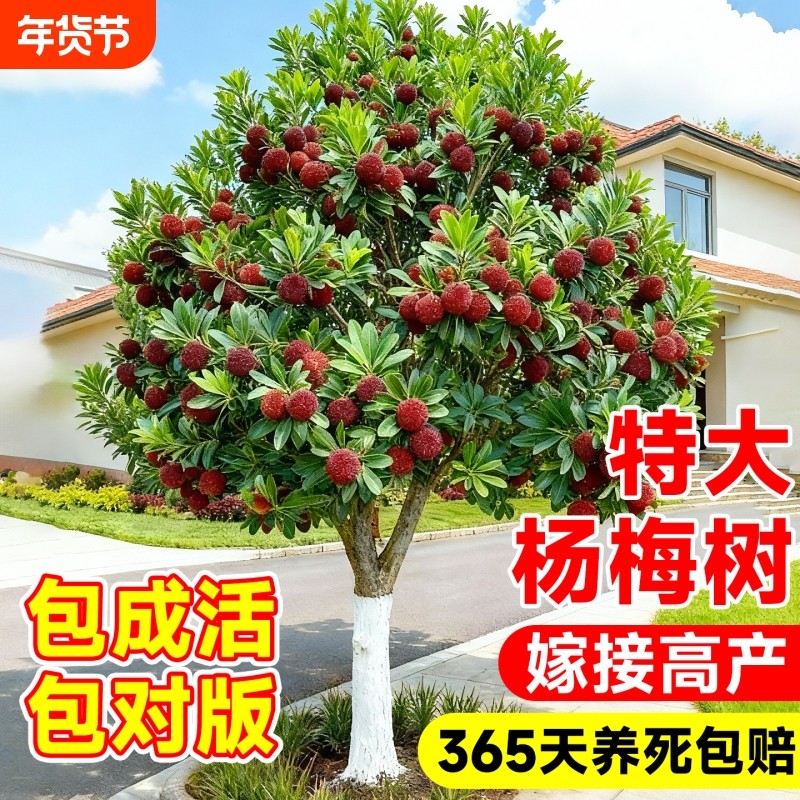 仙居东魁杨梅树苗带土带叶正宗嫁接苗高压扬梅苗果苗盆栽特大果树