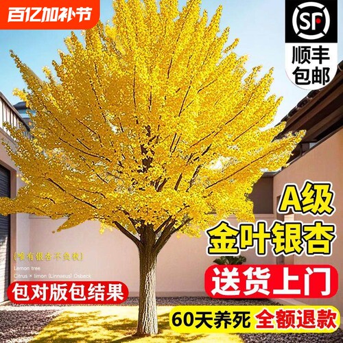 银杏树活苗金叶别墅庭院绿化风景大树苗行道树南北方种植老桩花木