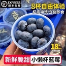 杯装 小蓝杯超能杯宝宝辅食孕妇可选60g 小懒杯蓝莓鲜果