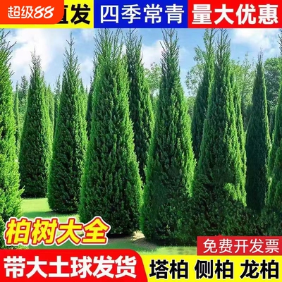 坟前树墓前绿植塔柏树苗松柏树苗侧柏树苗龙柏树苗植物节塔松圆柏