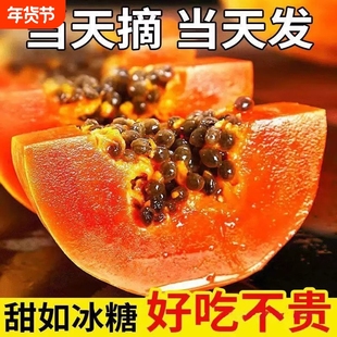 广西新鲜木瓜下奶水果红心木瓜当季应季孕妇冰糖青树上自然长