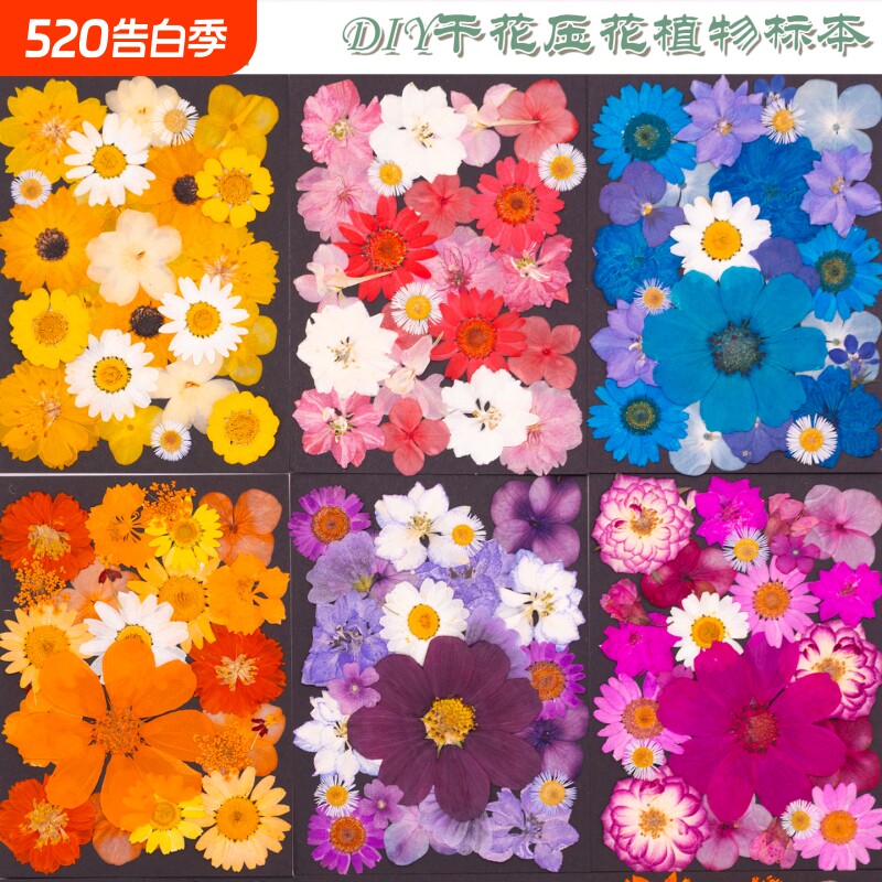 干花标本DIY压花手工材料包滴胶手机壳压花幼儿教学植物标本素材