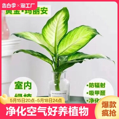 玛丽安水培绿植盆栽万年青懒人植物室内桌面净化空气好养客厅精品