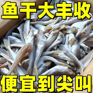 小鱼干红娘鱼干渔民自制风干无头海鱼干山东咸鱼干自晒野生红头鱼