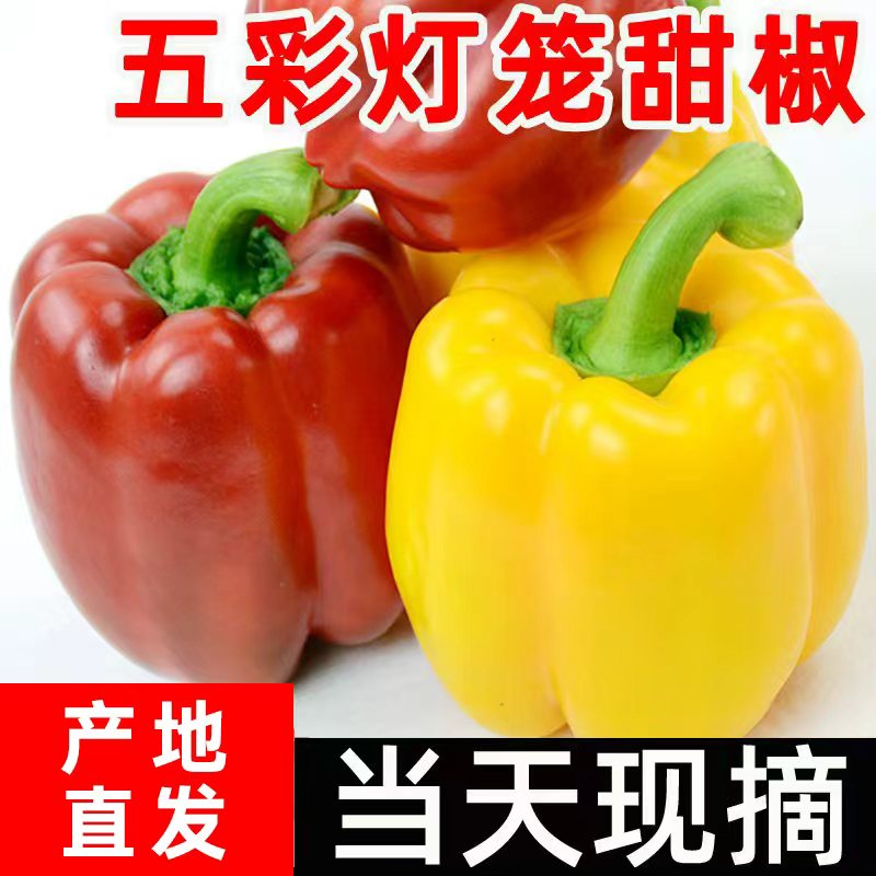 甜椒彩椒生吃水果山东新鲜生吃圆椒蔬菜沙拉青椒彩三色彩椒