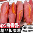 正宗当季 新鲜板栗红薯沙地黄心蜜薯现挖现发番薯现挖现发烤红薯