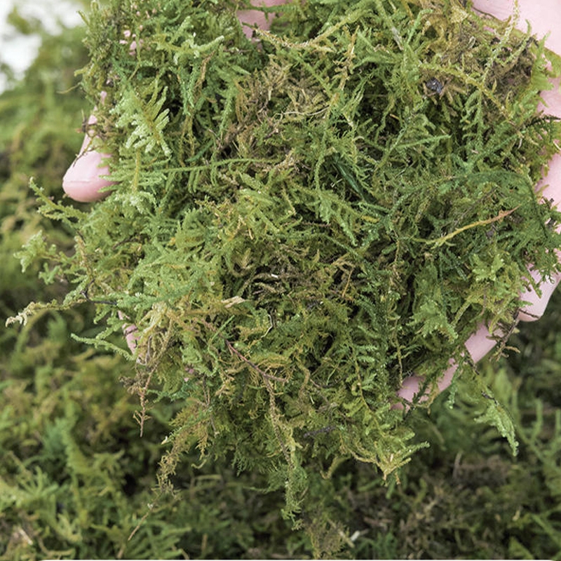蝴蝶兰水苔干水苔兰花专用营养土苔藓石斛乌龟冬眠通用优质种植