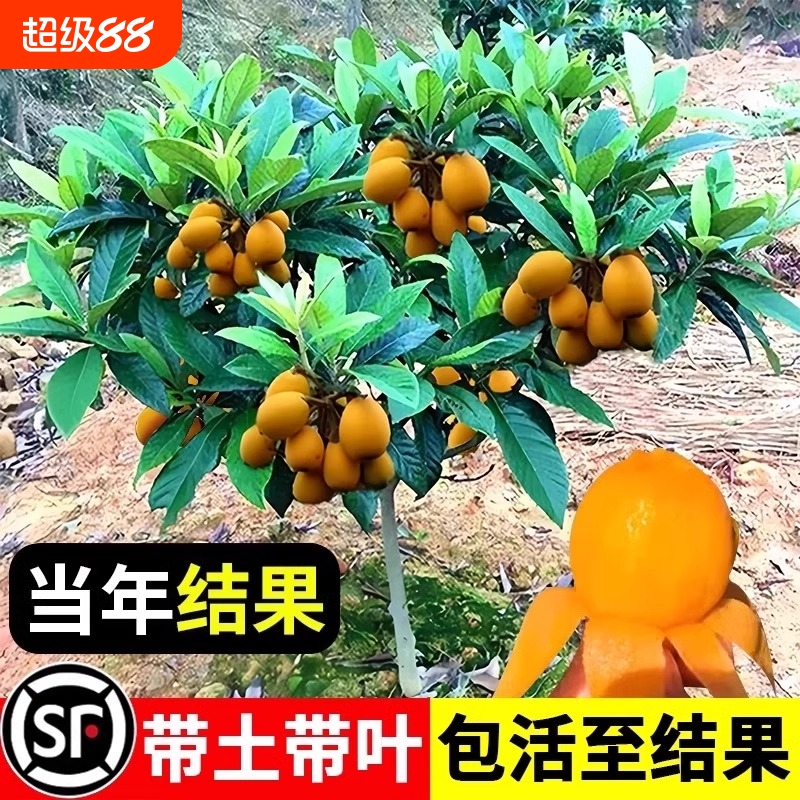 精品枇杷果树苗盆栽带土好养易活