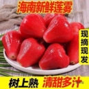 現(xiàn)摘海南紅寶石蓮霧新鮮水果蓮霧果霧蓮當(dāng)季 水果多汁連霧