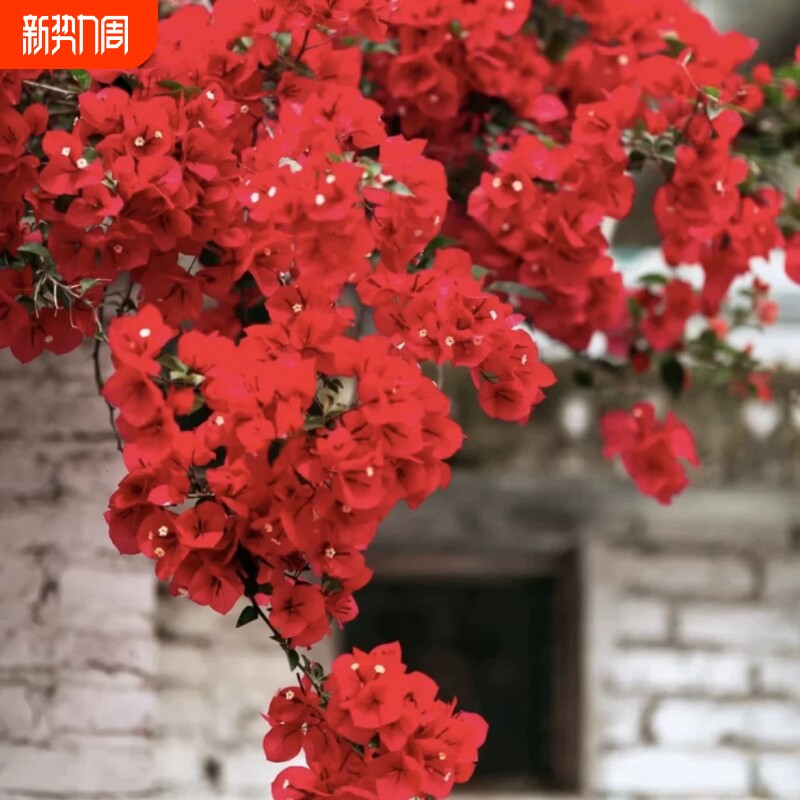 重瓣三角梅四季开花盆栽苗爬藤庭院三角梅花老桩苗大苗新品种种植