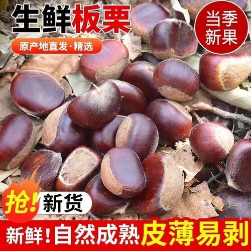 2026年板栗新鲜生栗子云南正宗老品种生红炒货产地新鲜板栗子批发