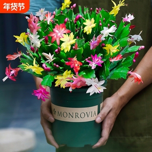 蟹爪兰盆栽带花苞多肉绿植物好养君子兰嫁接蟹爪莲室内四季开花卉