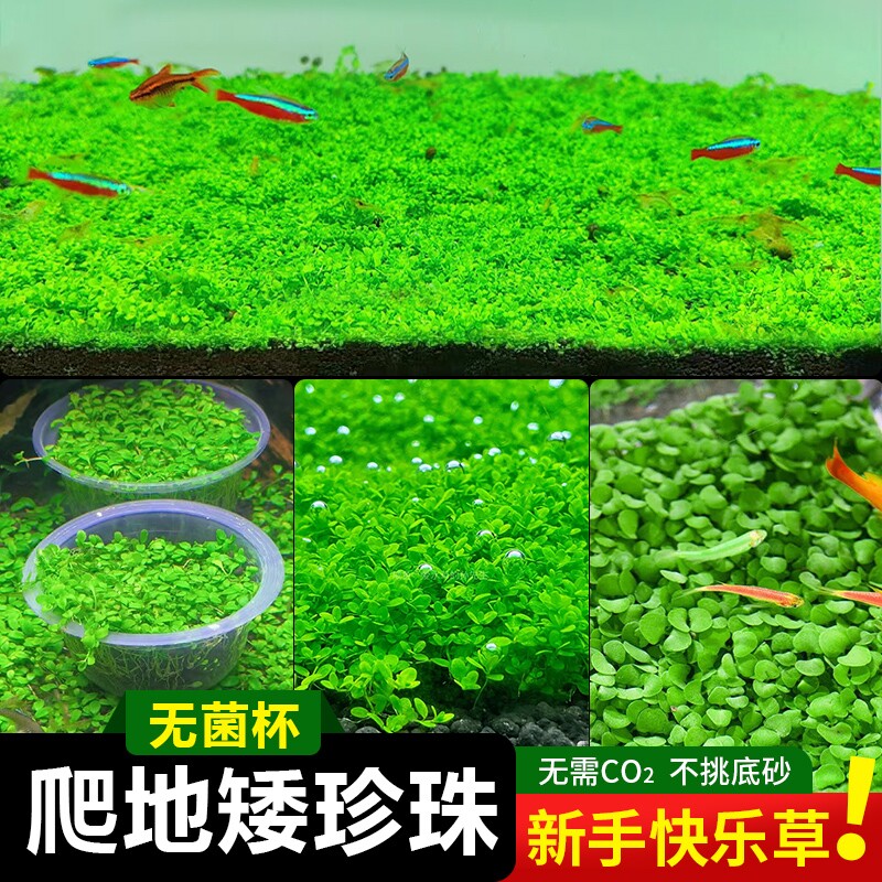 无菌杯爬地矮珍珠水草鱼缸造景图片