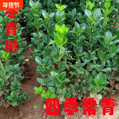 篱笆植物室外北海道黄杨苗冬青树苗四季常青耐寒绿篱大叶庭院围墙