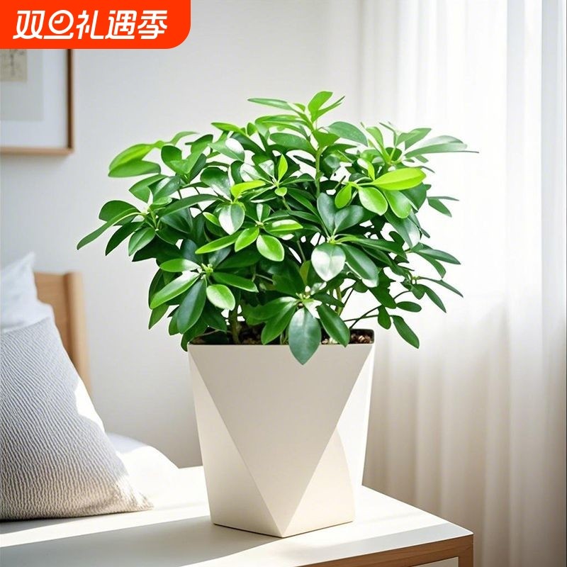 八方来财鸭脚木盆栽四季常青室内桌面绿植物水培花卉发财树七叶莲