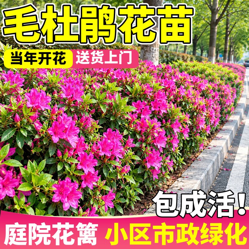 毛杜鹃花苗映山红毛娟树苗庭院道路工程绿化苗耐寒四季青开花植物
