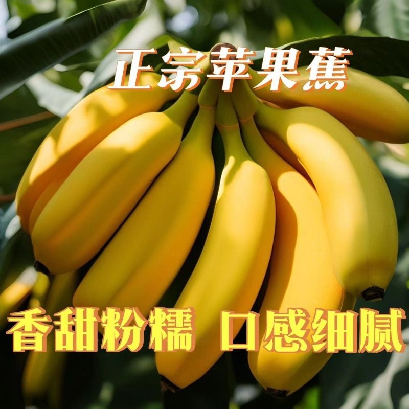 广西正宗苹果蕉当季新鲜现摘现发