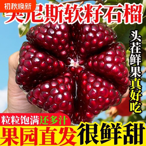 会理突尼斯软籽石榴9斤当季