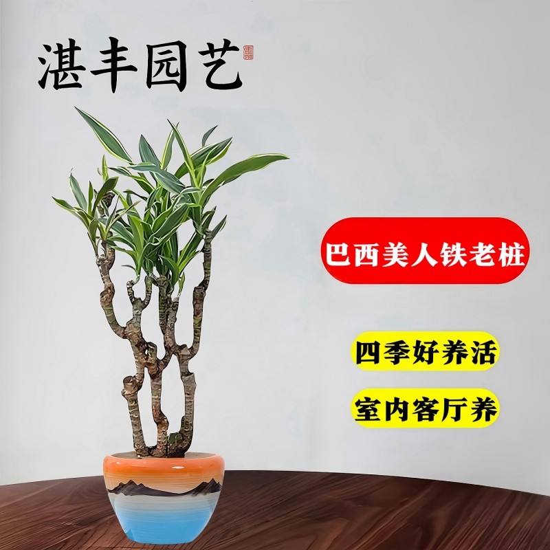 老桩巴西美人盆栽室内阳台桌面好养活观叶绿植四季常青盆景