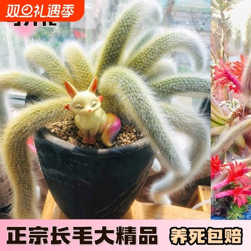 精品开花九尾狐多肉植物高档盆栽长毛系列猴尾巴办公室盆栽防辐射