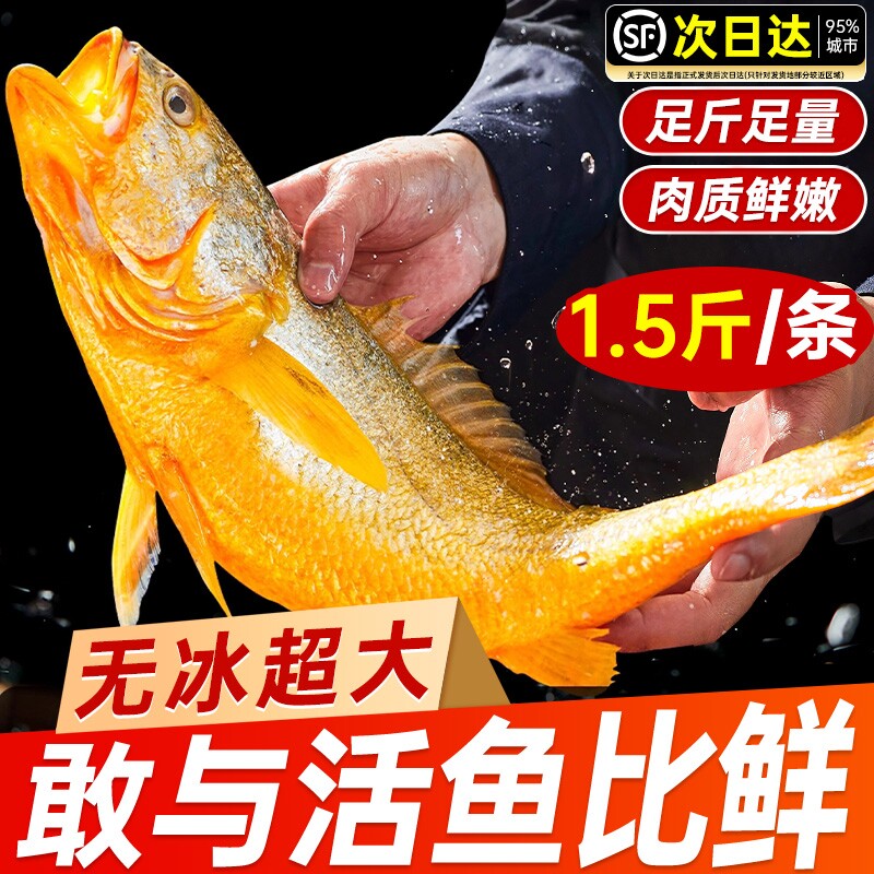 黄花鱼新鲜冷冻深海大黄鱼生鲜海鲜水产小黄鱼鲞鲜活海鱼整箱商用