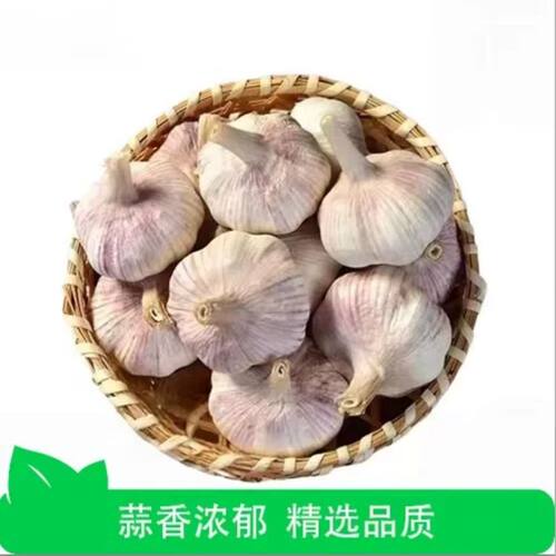 新鲜大蒜农家自种蒜香味浓干蒜