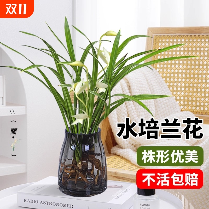 水培植物兰花盆栽建兰室内好养耐寒浓香型兰草名贵花卉现带花苞