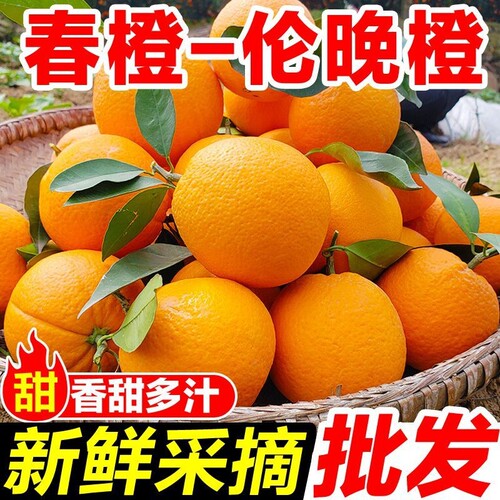 正宗伦晚脐橙大果秭归春橙新鲜手剥橙子湖北宜昌超甜多汁应季水果