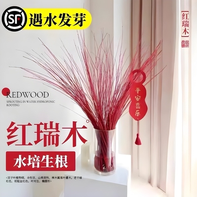 红瑞木鲜枝干支红柳树枝条室内耐寒好养遇水发芽水培植物吊钟绿植