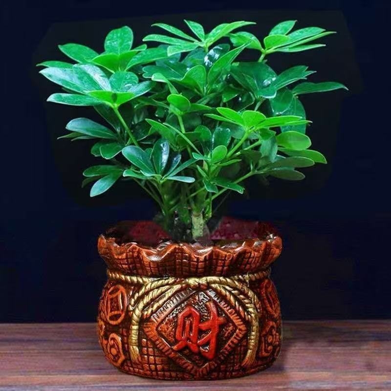 鸭脚木招财室内盆栽不开花