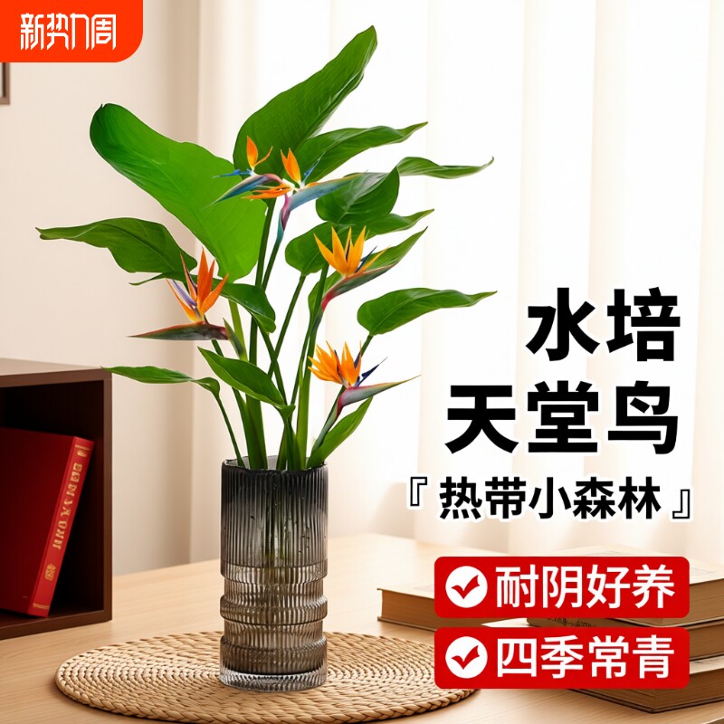 水培天堂鸟盆栽花卉植物室内客厅绿植桌面鹤望兰四季好养活吸甲醛
