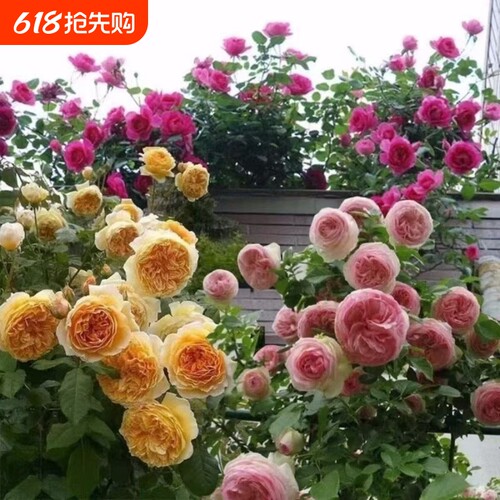 老桩爱莎爬藤玫瑰苗大花月季四季开花阳台盆栽耐寒易活客厅达芬奇