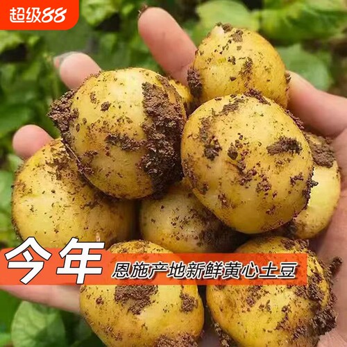黄心小土豆恩施当季农家