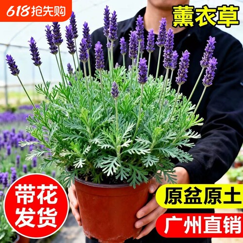 薰衣草盆栽室内驱蚊植物羽叶普罗旺斯花苗四季开花卉室外耐寒带花
