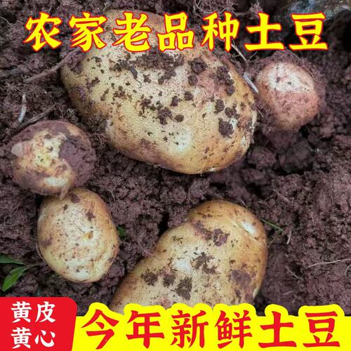 贵州高山农家种植土豆