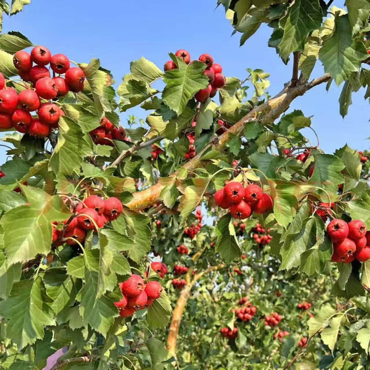 新鲜山楂鲜果酸甜可口现发健康冰糖葫芦泡酒专用儿童开胃,水产肉类/新鲜蔬果/熟食,其它,淘宝优惠券,粉丝福利购,淘宝优惠卷