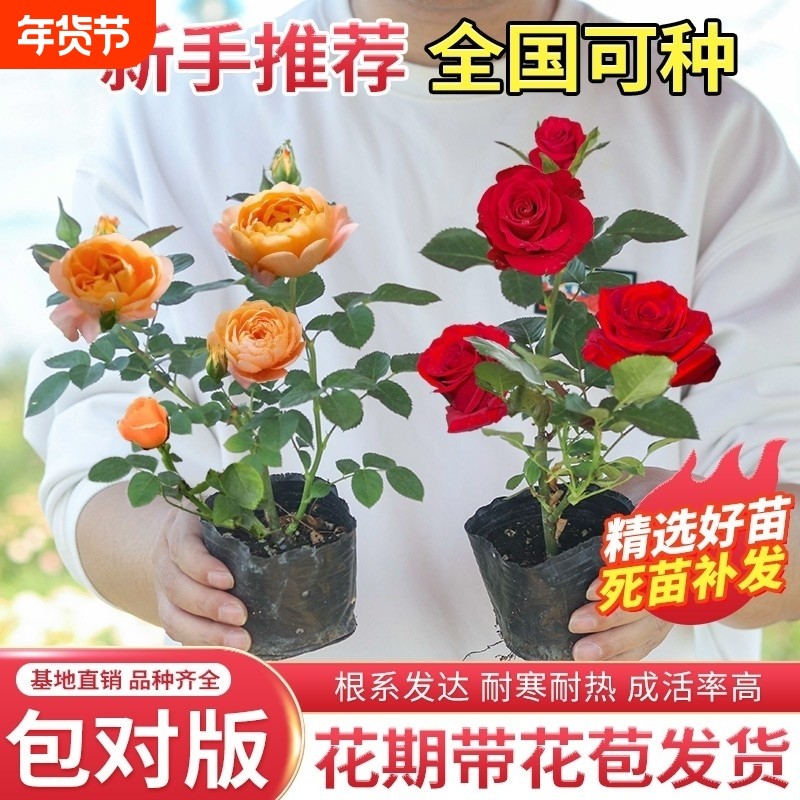 玫瑰花苗月季小苗多季节开花阳台盆栽花卉爬藤种绿植物大藤本蔷薇,鲜花速递/花卉仿真/绿植园艺,月季/蔷薇/玫瑰,淘宝优惠券,粉丝福利购,淘宝优惠卷