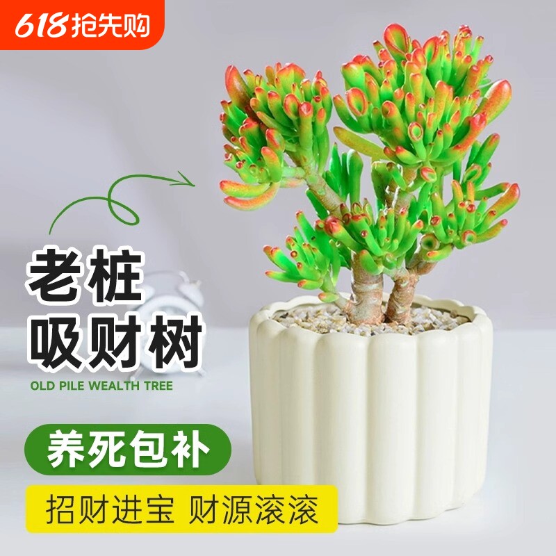 吸财树多肉老桩植物招财盆栽办公室内特大桌面发财树绿植四季常青