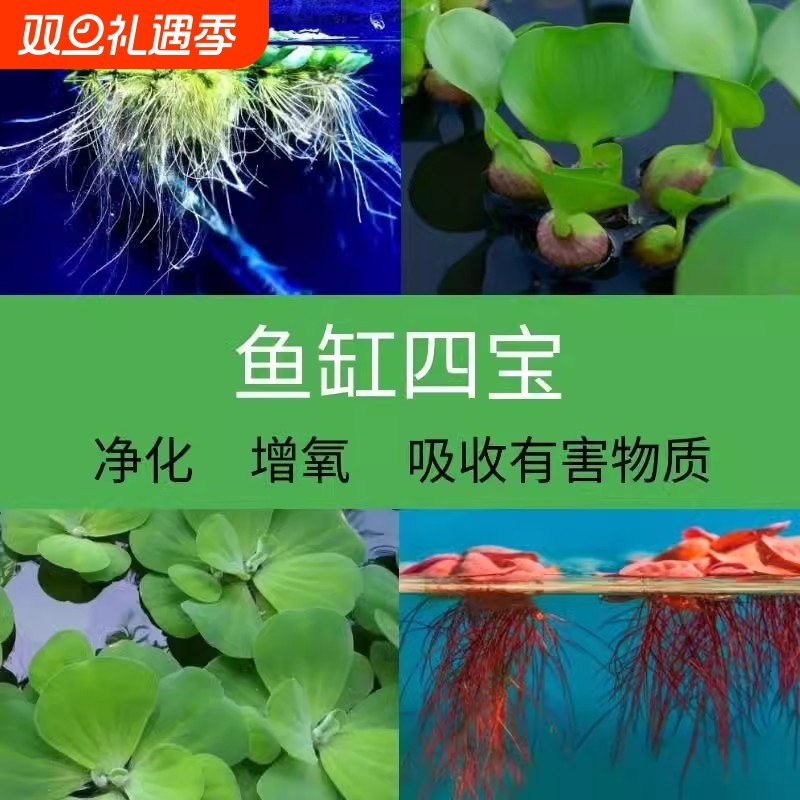 水芙蓉鱼缸水培植物和鱼共造景水草净化水质生态缸增氧漂浮水葫芦
