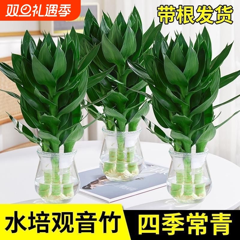 观音竹富贵竹水培植物花卉绿植绿萝室内盆栽转运竹子水养带根好养