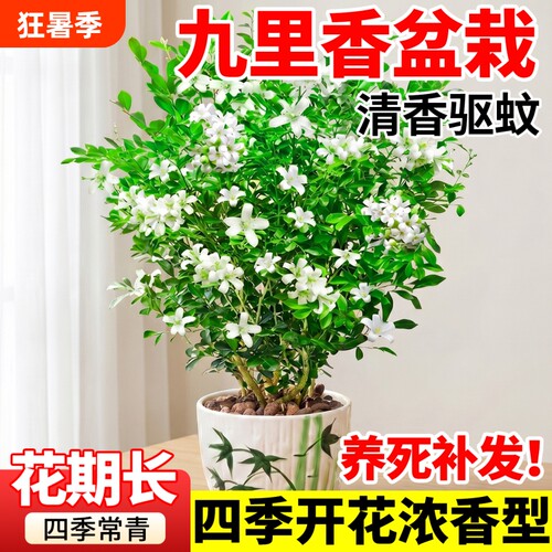 九里香盆栽茉莉花室内驱蚊绿植七里香水培四季带花苞盆景开花植物