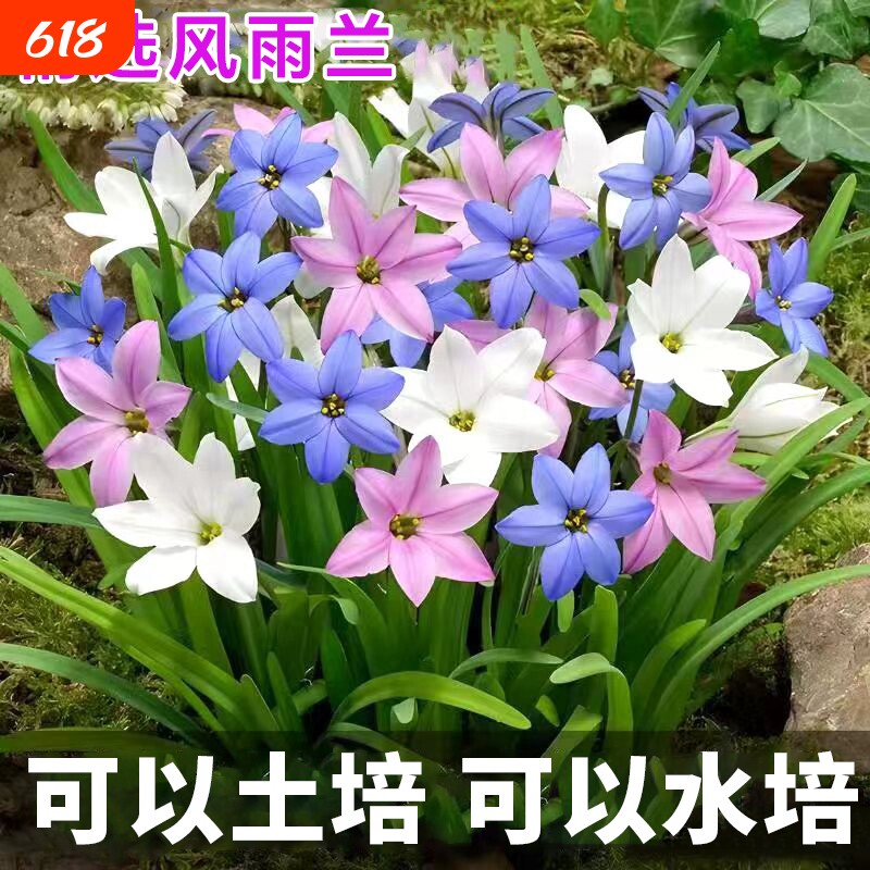 重瓣风雨兰种球葱兰韭兰阳台室内外耐热耐寒地载盆栽绿植花卉水培