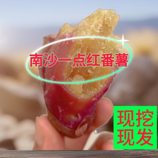 正宗南沙一点红番薯新鲜甜糯广州花心红薯沙地种植红心蜜薯烤红薯