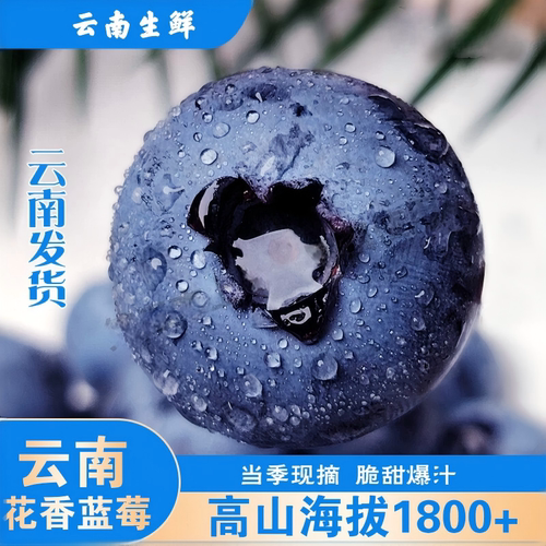 云南红河澄江花香脆甜蓝莓