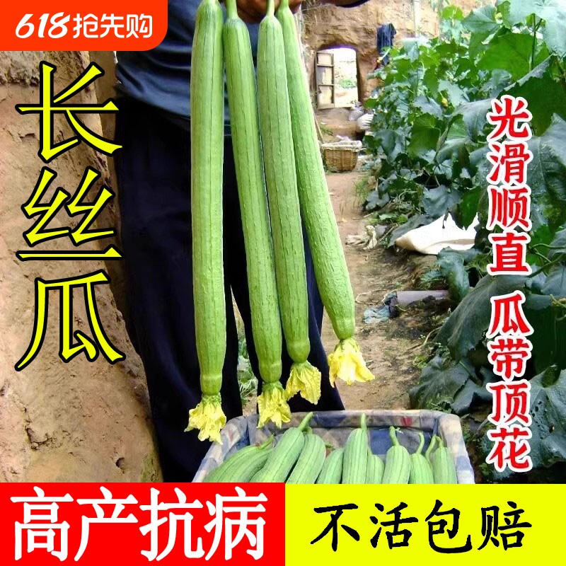 高产长丝瓜种子种籽苗特长四季秧苗子种蔬菜子菜苗孑秧春季幼苗