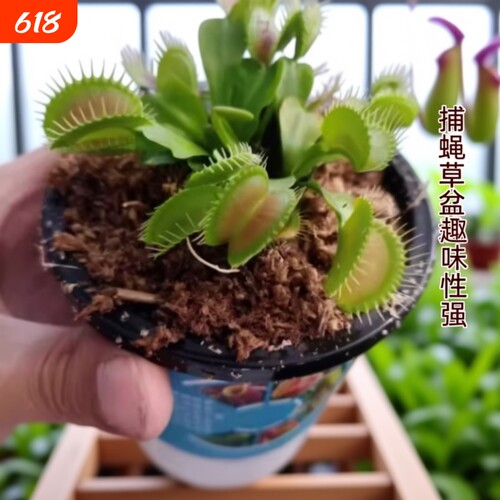 捕蝇草盆栽食虫植物驱蚊草苗多肉植物猪笼草食人花绿植花室内驱虫