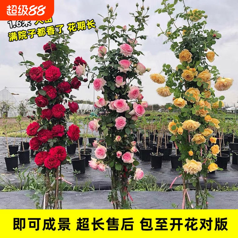 蔷薇花苗阳台盆栽|超8000次加购