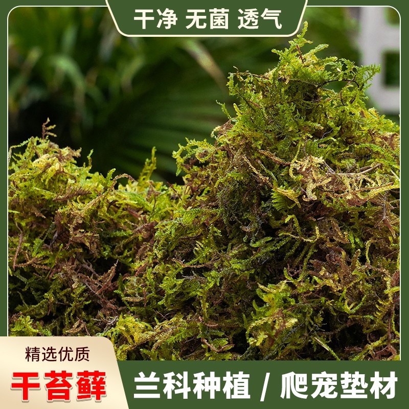 干苔藓青苔蝴蝶兰花专用水苔石斛种植营养土爬宠乌龟垫材冬眠养花